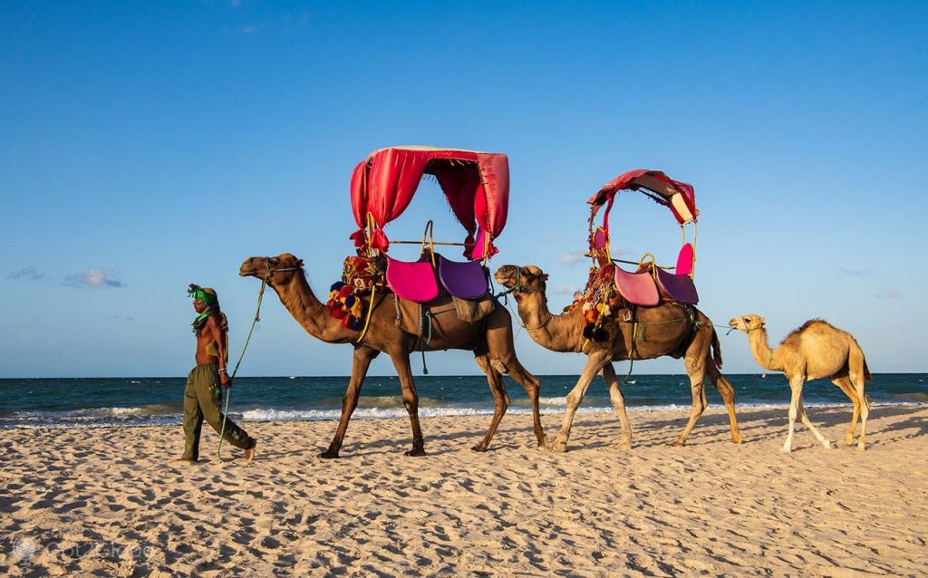 djerba-tunisia-nativo-amazigh-berber-dromedarios-praia